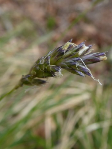 Sesleria caerulea