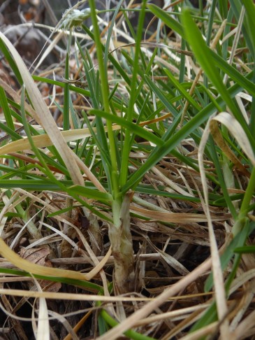 Sesleria caerulea