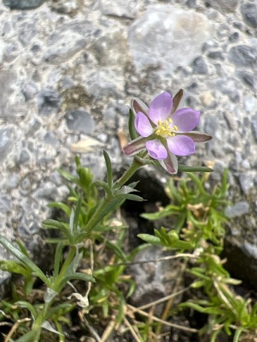 Spergularia rubra