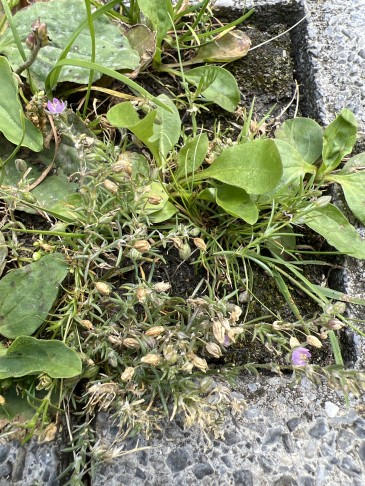 Spergularia rubra