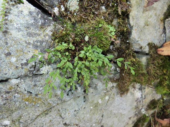 Asplenium ×alternifolium
