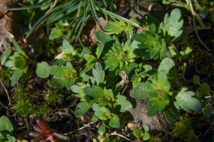 Piantine di Veronica cf. verna. Vicinanze di Naters, 21.02.2021.