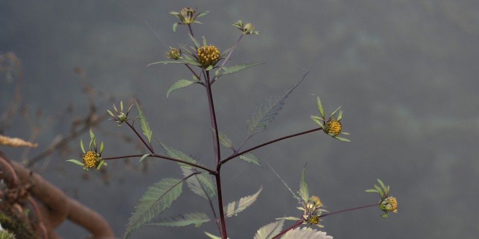 Bidens frondosa