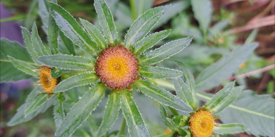 Bidens radiata