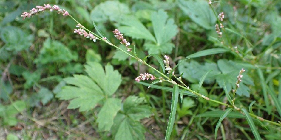 Polygonum minus