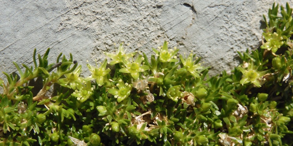 Minuartia sedoides