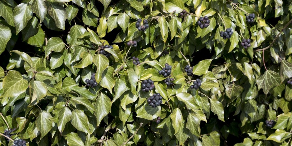 Hedera helix