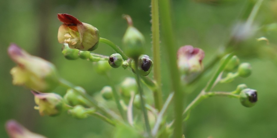 Scrophularia nodosa