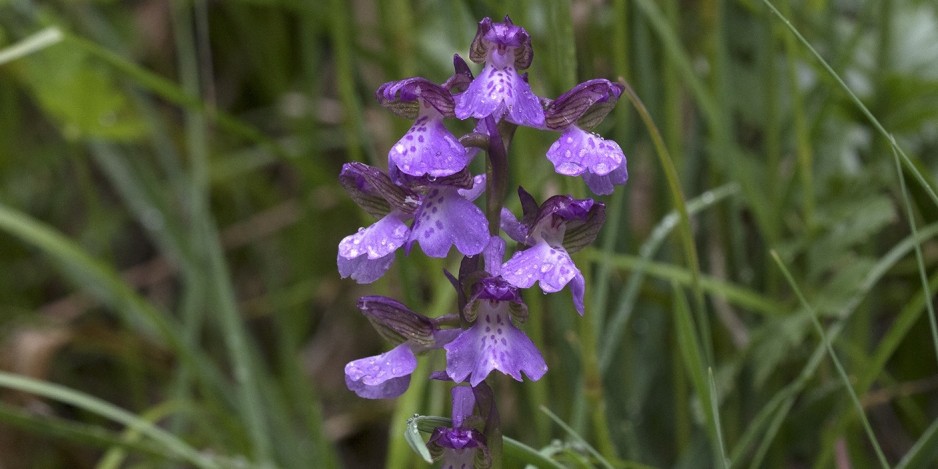 Orchis morio / Anacamptis morio