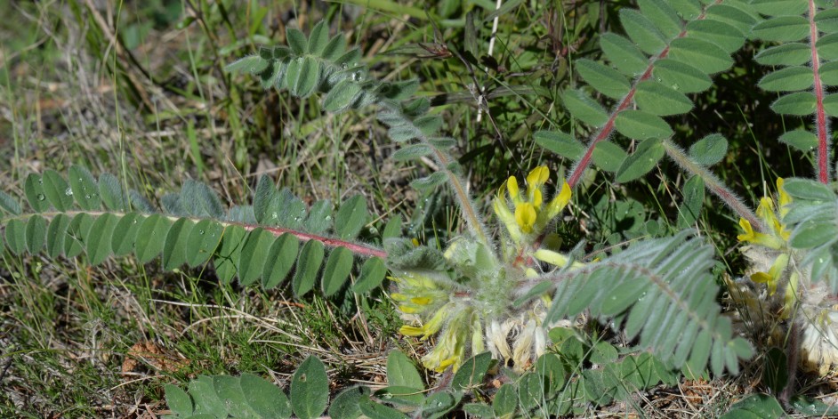 Astragalus exscapus