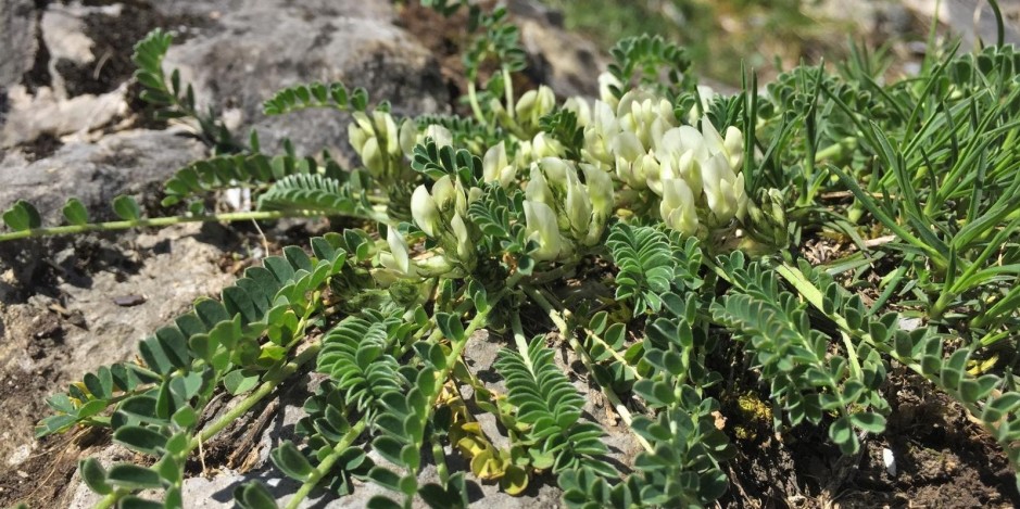 Astragalus depressus