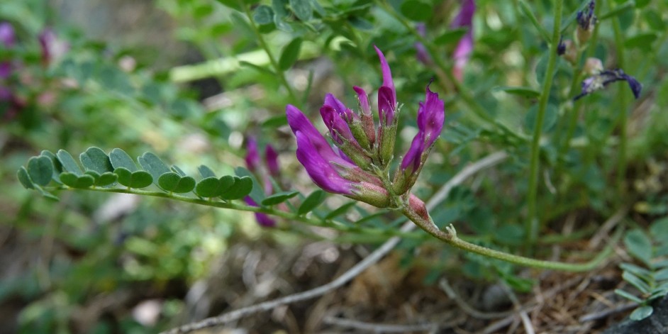 Astragalus monspessulanus