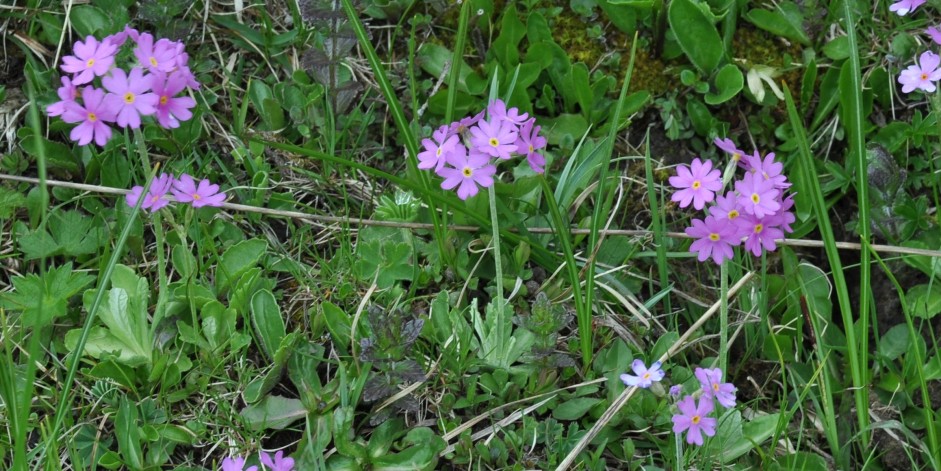 Primula farinosa