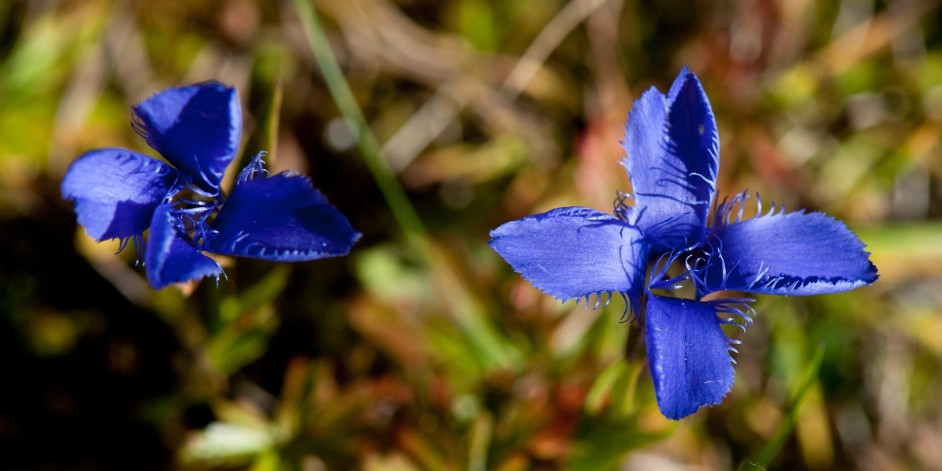 Gentiana ciliata