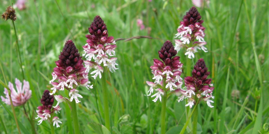 Orchis ustulata / Neotinea ustulata