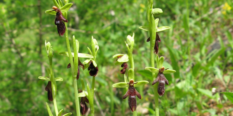 Ophrys insectifera