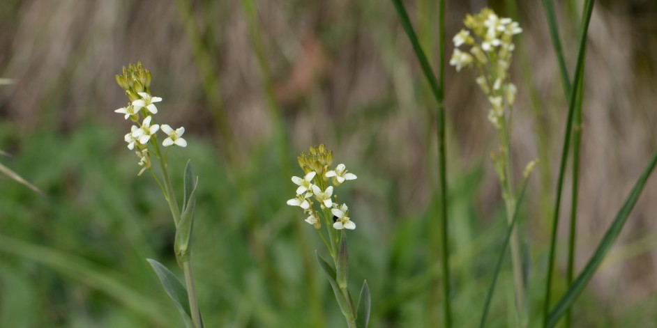 Turritis glabra