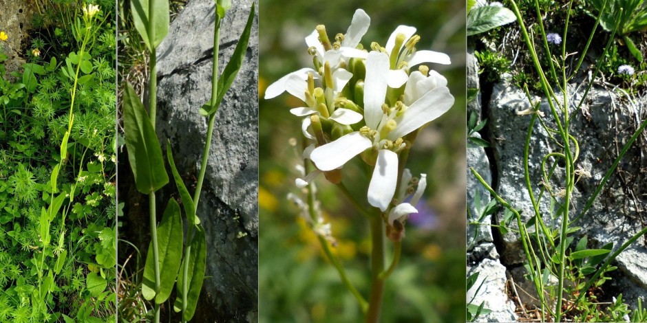 Fourraea alpina / Arabis pauciflora