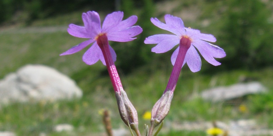 Primula halleri