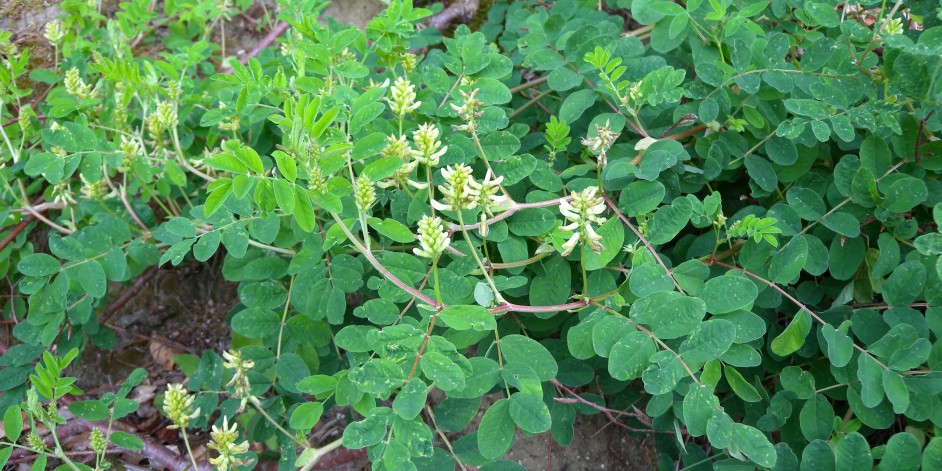 Astragalus glycyphyllos