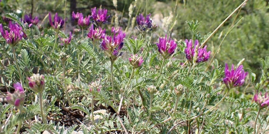 Astragalus onobrychis