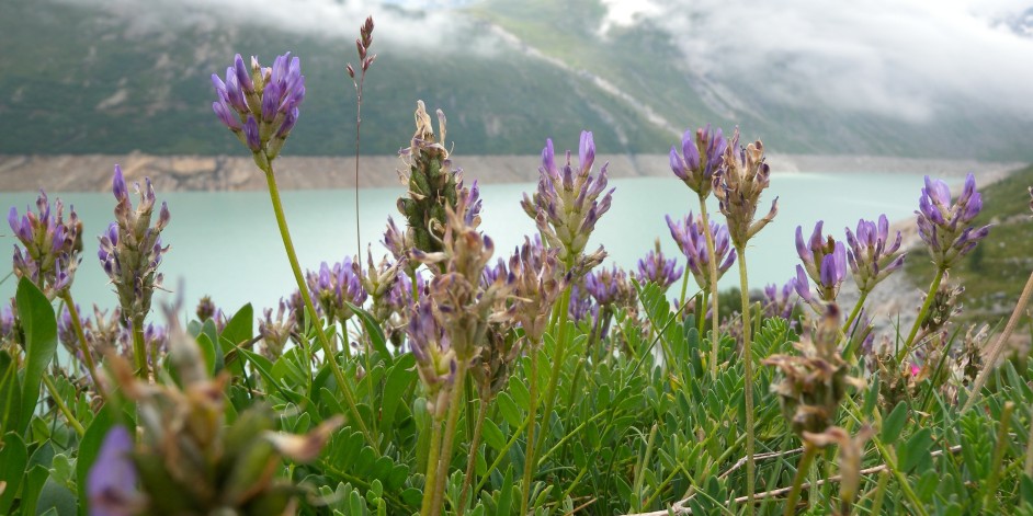 Astragalus leontinus