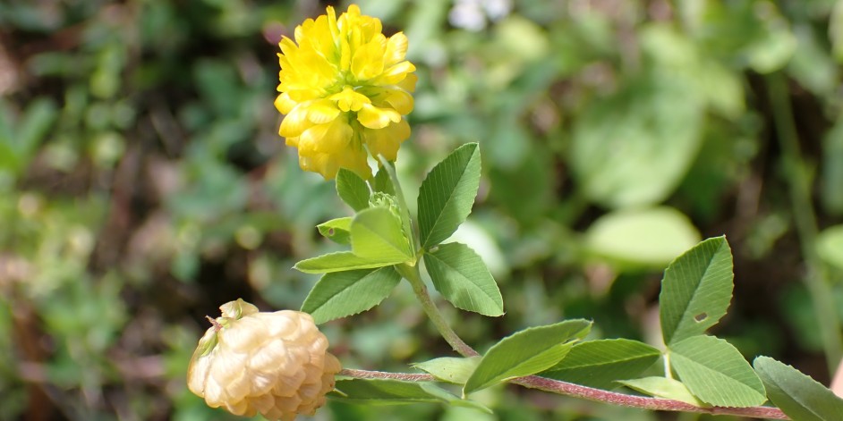 Trifolium aureum