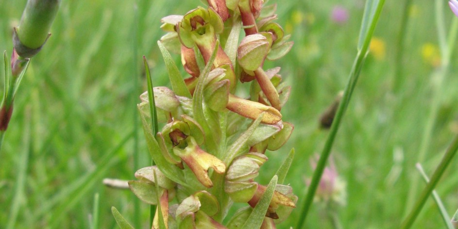 Coeloglossum viride / Dactylorhiza viridis