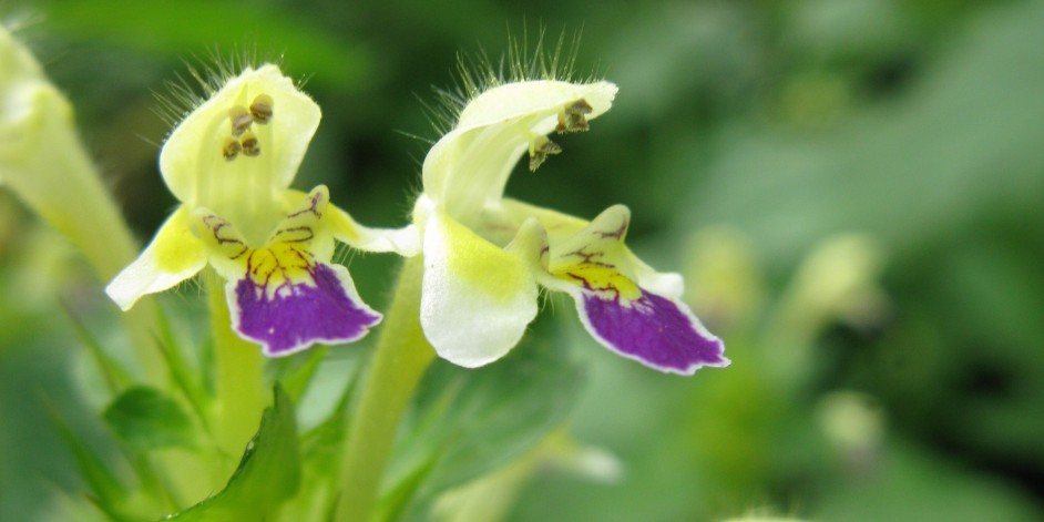 Galeopsis speciosa