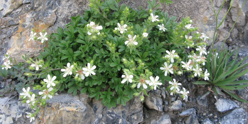 Potentilla caulescens