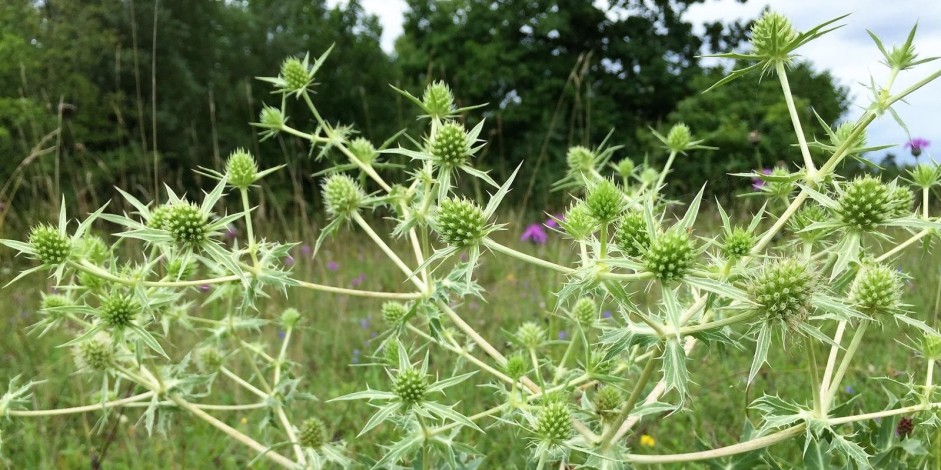 Eryngium campestre