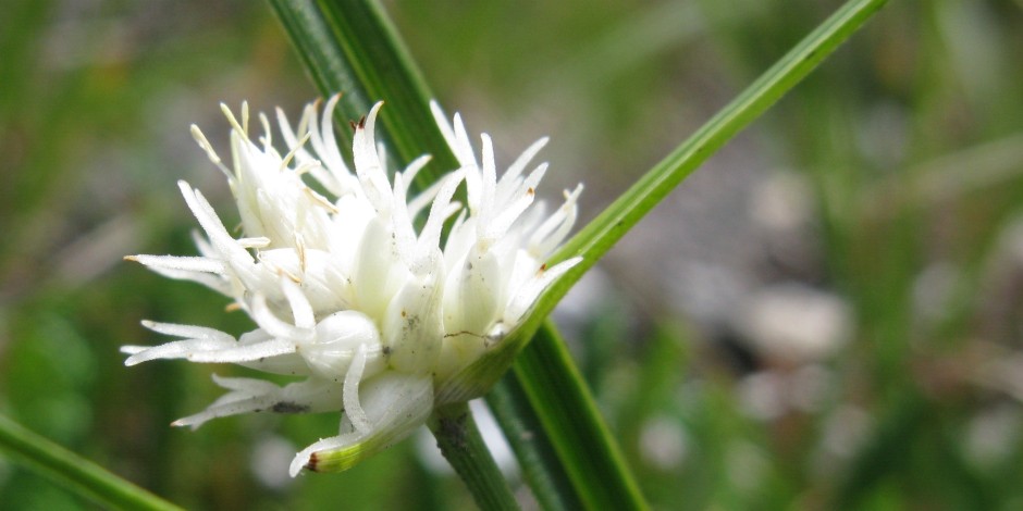 Carex baldensis