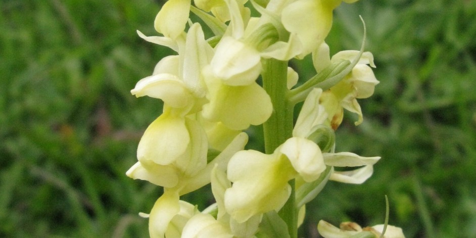 Orchis pallens