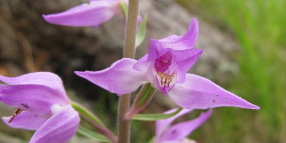 Cephalanthera rubra