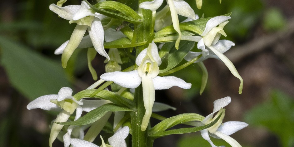 Platanthera bifolia