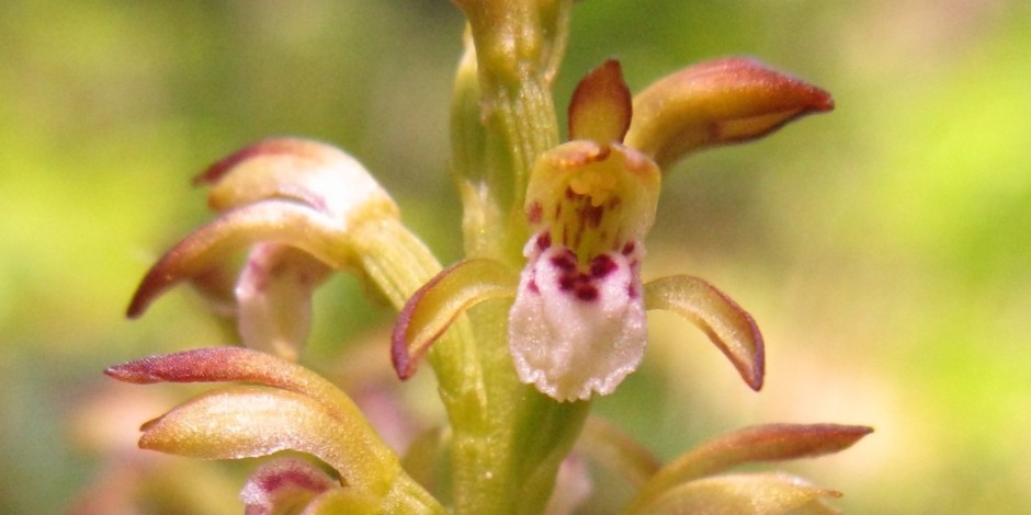 Corallorhiza trifida