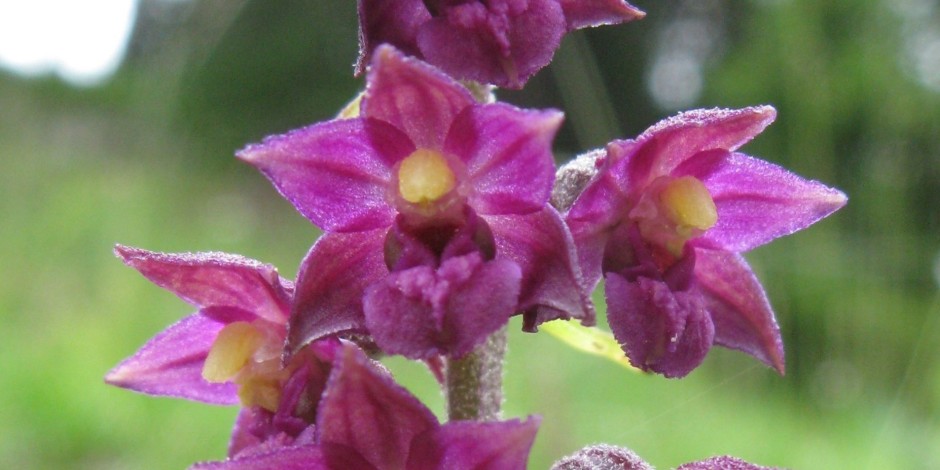 Epipactis atrorubens