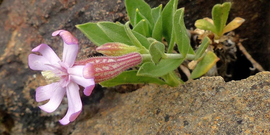 Silene vallesia