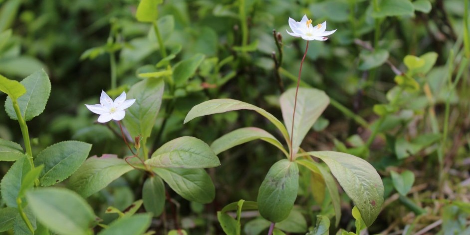 Trientalis europaea