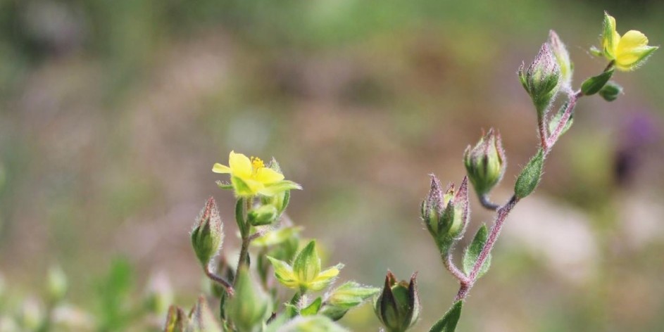 Helianthemum salicifolium