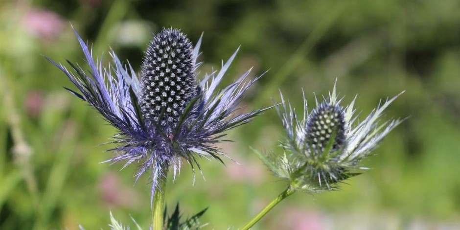 Eryngium alpinum