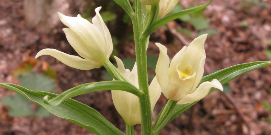 Cephalanthera damasonium