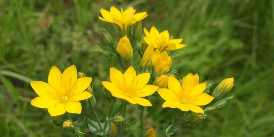 Blackstonia perfoliata