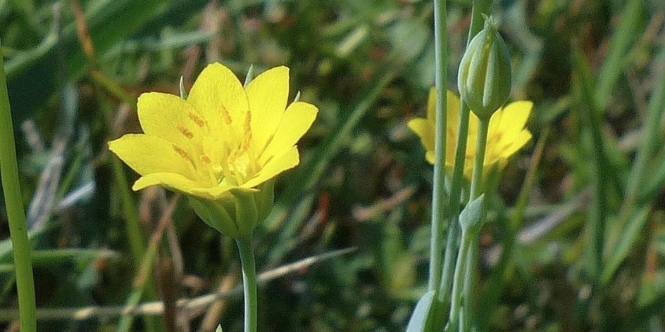 Blackstonia acuminata