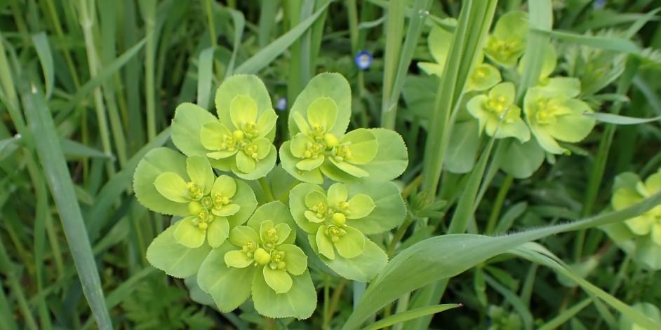 Euphorbia helioscopia