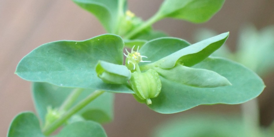 Euphorbia peplus