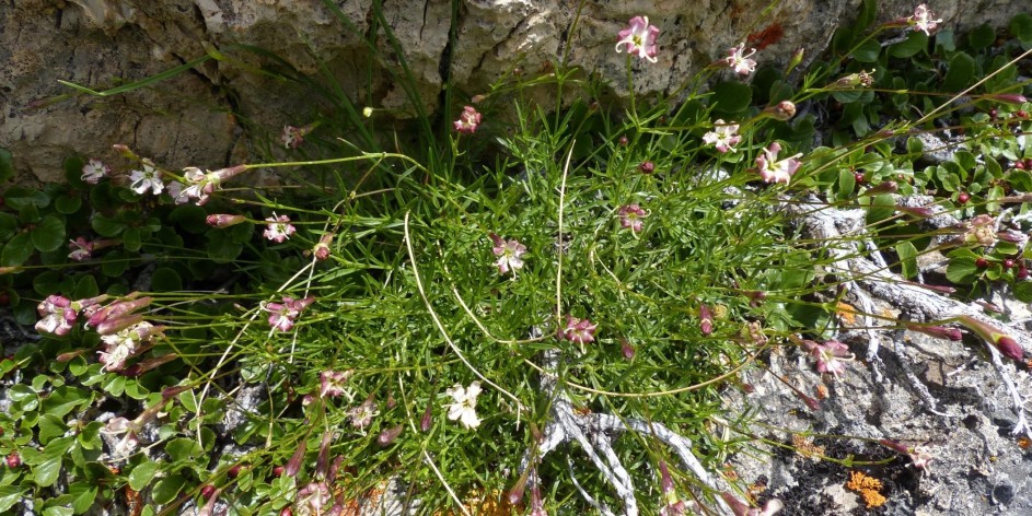 Silene saxifraga