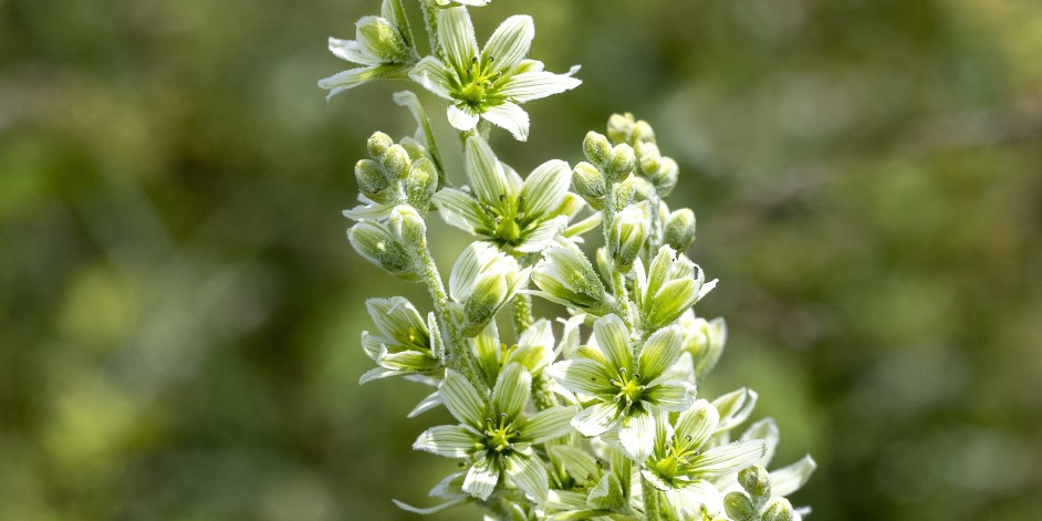 Veratrum album