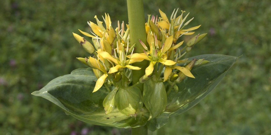 Gentiana lutea