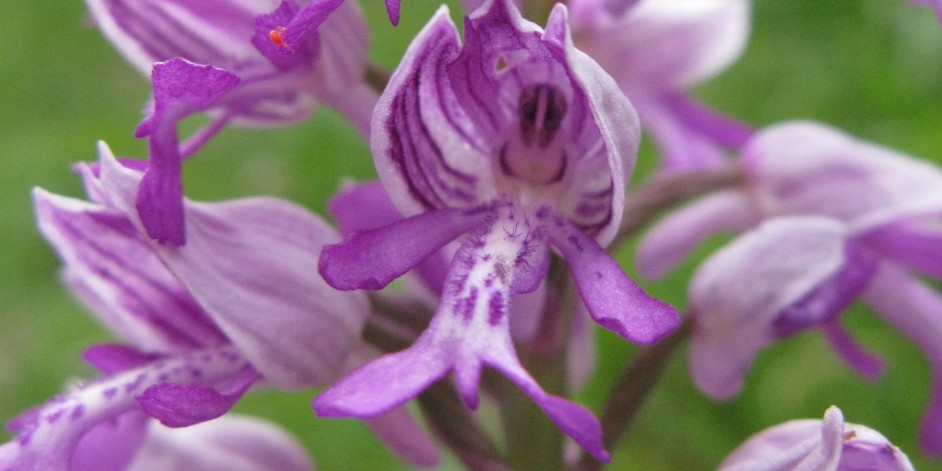 Orchis militaris